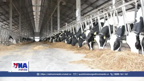 Tuyên Quang khẩn trương phòng chống dịch lở mồm long móng