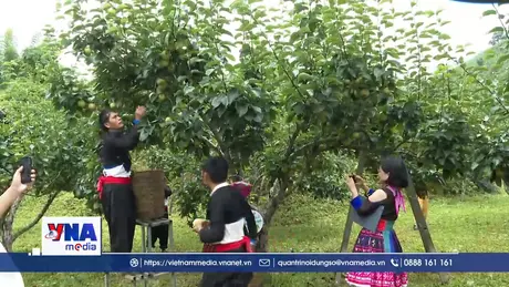 Rộn ràng Ngày hội hái lê ở vùng cao Lai Châu