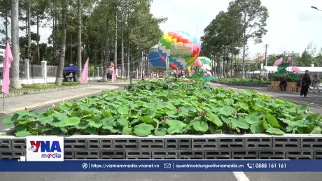 Con đường sen làm từ hàng nghìn chậu hoa sen ở Đồng Tháp