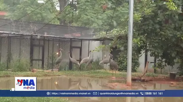 Việt Nam - Thái Lan hợp tác bảo tồn sếu đầu đỏ