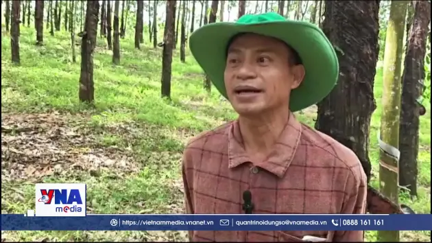 Nông dân Đồng Nai phấn khởi vì giá cao su tăng cao