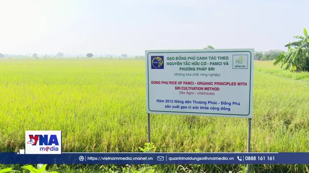 Khó chủ động nguồn nước sạch cho sản xuất lúa hữu cơ