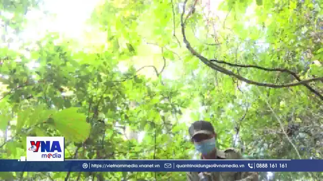 Gia Lai trước cơ hội bứt phá thành trung tâm tín chỉ carbon