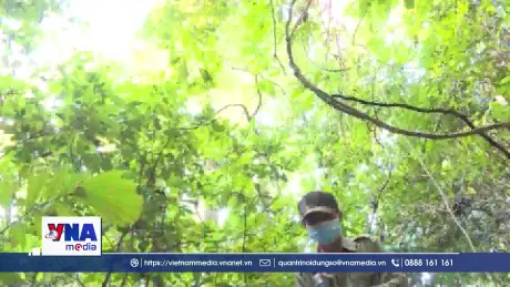 Gia Lai trước cơ hội bứt phá thành trung tâm tín chỉ carbon