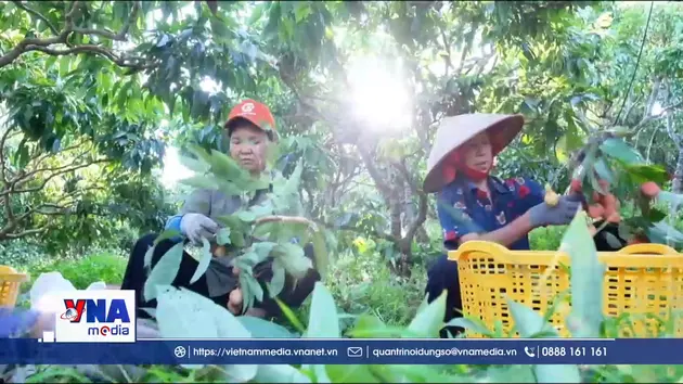 Giá bán vải thiều cao, Bắc Ninh thu gần 6.000 tỷ đồng