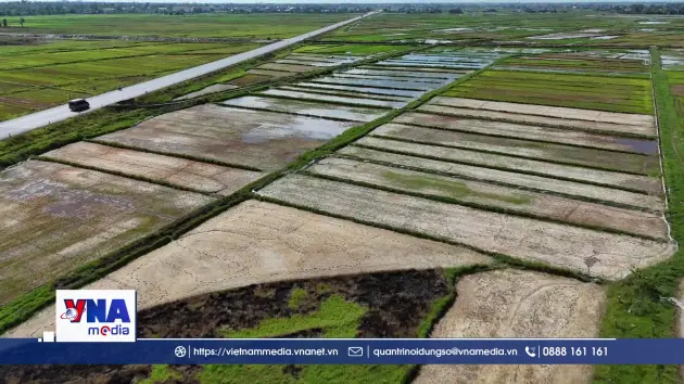 Nắng nóng kéo dài, nhiều diện tích lúa hè thu ở Hà Tĩnh bị khô hạn
