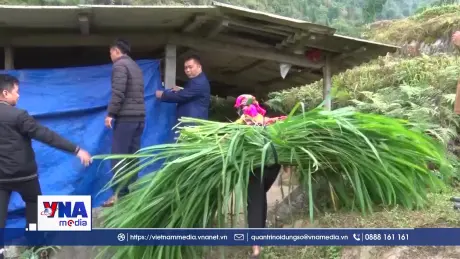 Tạo sinh kế giúp người dân vùng cao Tuyên Quang thoát nghèo