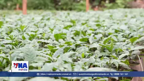 Tạo vườn ươm giúp đảm bảo chất lượng, giảm giá thành đầu vào 