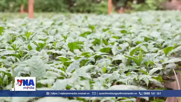 Tạo vườn ươm giúp đảm bảo chất lượng, giảm giá thành đầu vào 