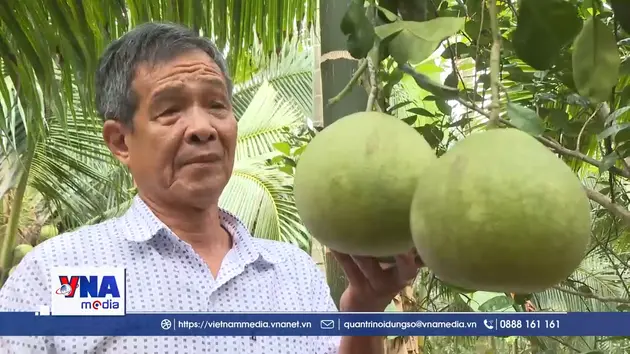 Vĩnh Long đảm bảo vùng nguyên liệu bưởi da xanh xuất khẩu