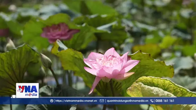 Sen quê Bác nâng tầm giá trị, giữ chân du khách