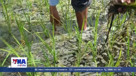 Xâm nhập mặn nghiêm trọng, nhiều ruộng lúa chết khô