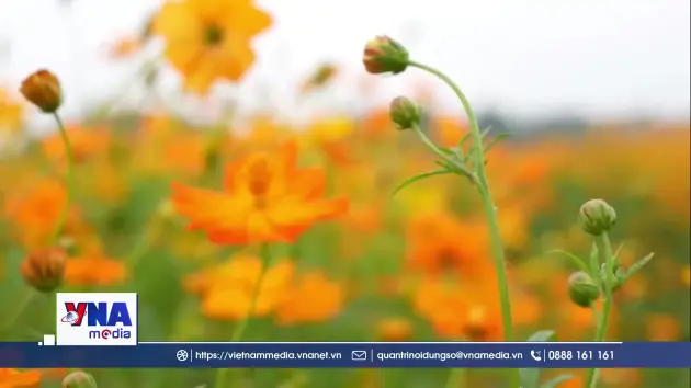 Rực rỡ vườn hoa sông Chanh thu hút du khách