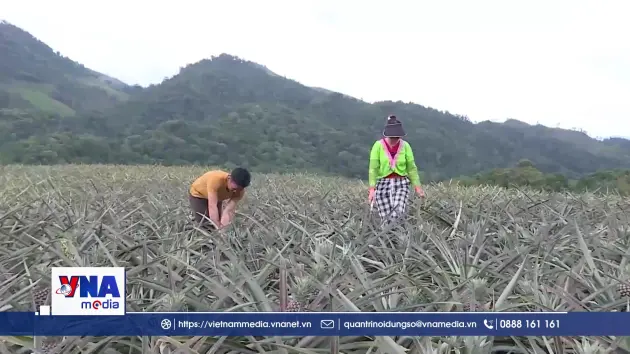 Dứa mật Mường Nhà mở rộng vùng sản xuất hàng hóa