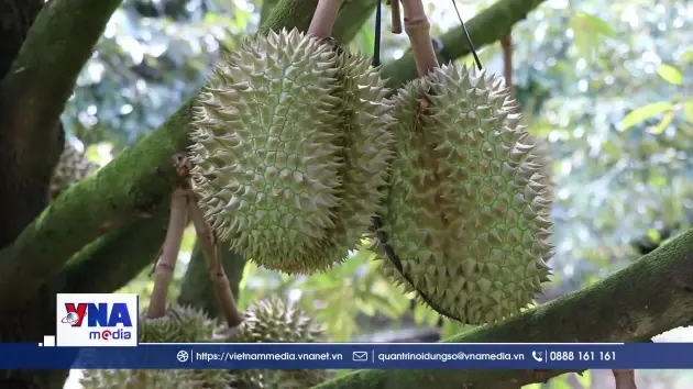 X﻿ây dựng chuỗi giá trị bền vững cho xuất khẩu sầu riêng Lâm Đồng