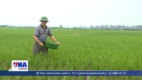Nâng diện tích lúa giảm phát thải gắn với bài toán sử dụng phân bón đúng