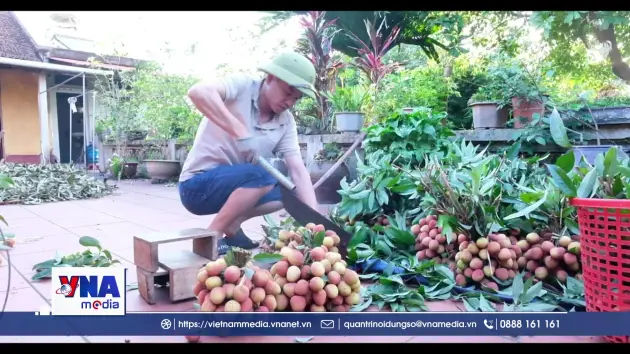 Vải thiều Bắc Ninh lập kỷ lục doanh thu hơn 7.200 tỷ đồng