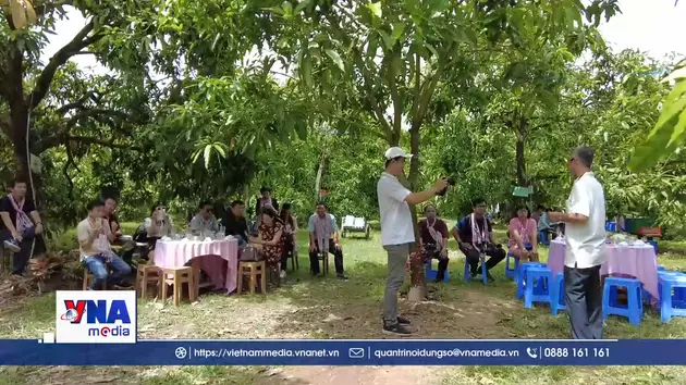 Nâng tầm giá trị xoài Đồng Tháp từ du lịch nông nghiệp