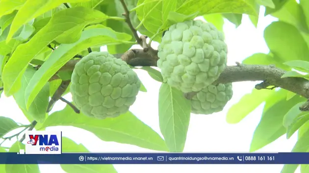 Chủ động phòng trừ sâu bệnh hại Na Chi Lăng