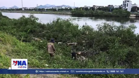Khẩn trương xử lý hàng cây tự phát tại hạ lưu sông Quán Trường