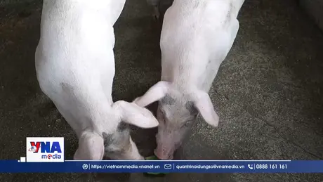 Tăng cường phòng chống dịch tả lợn Châu Phi