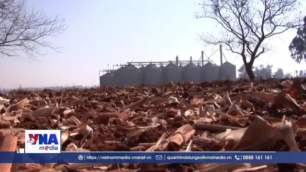 Siêu El Niño có thể làm tăng giá lương thực toàn cầu đến năm 2028