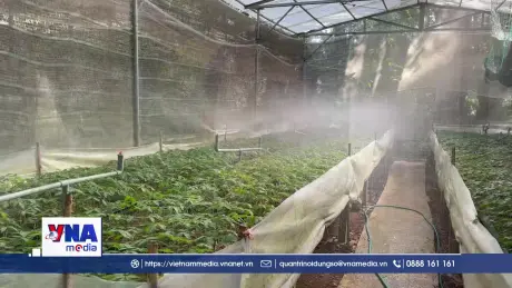 Khám phá khu vườn bảo tồn nguồn gen quý của loại sâm “Quốc bảo”