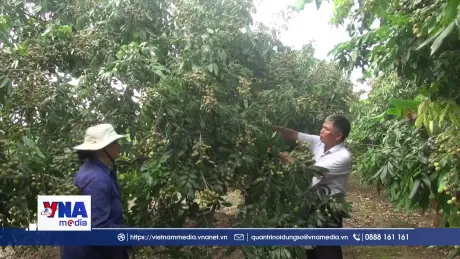 Thủ phủ nhãn lồng Hưng Yên chuẩn bị vào vụ thu hoạch