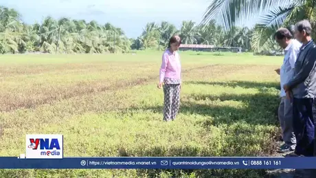 Người dân trồng rau ở Đồng Tháp điêu đứng vì rau chết bất thường