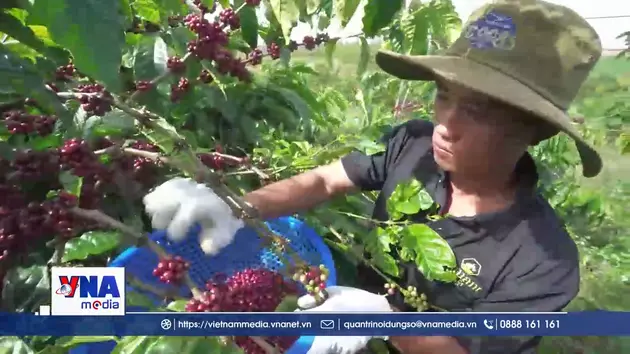 Nông sản Việt Nam trước 