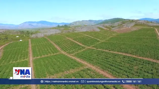 Gia Lai số hóa vùng nguyên liệu để mở rộng thị trường xuất khẩu
