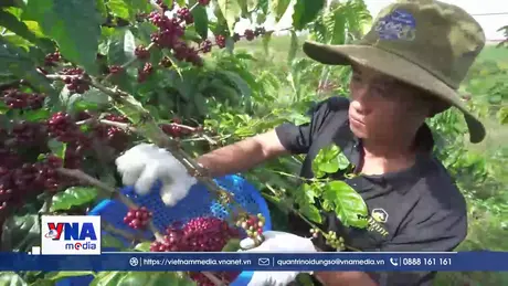 Nông sản Việt Nam trước 