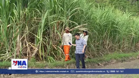 Chậm thu mua, người trồng mía Gia Lai gánh thiệt