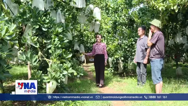 Phú Thọ phát triển vùng nguyên liệu xanh, nâng cao giá trị nông sản