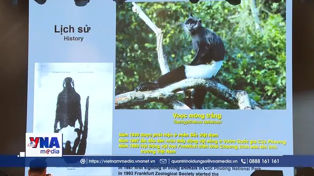 Khẳng định giá trị toàn cầu Cảnh quan văn hóa - sinh thái Voọc mông trắng