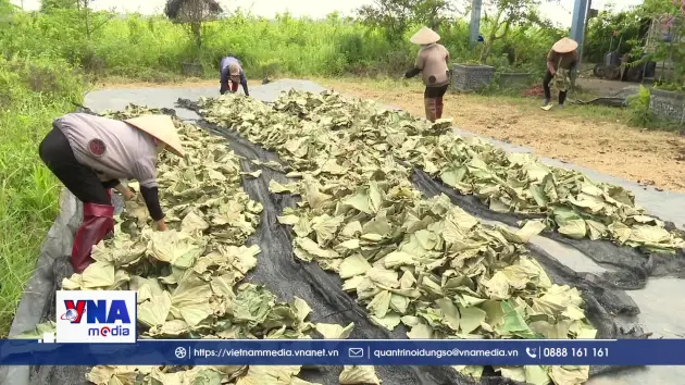 Nông dân Hưng Yên làm giàu từ cây dược liệu