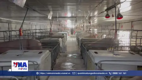 Hà Tĩnh tăng cường giám sát dịch tả lợn châu Phi