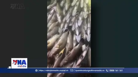 Nguyên nhân cá chết hàng loạt tại Quảng Trị bước đầu được làm rõ