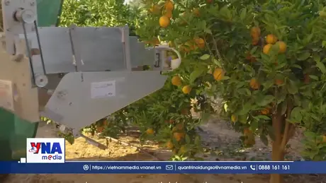 Israel phát triển robot AI thu hoạch hoa quả