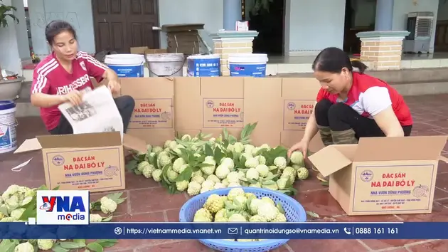 Mùa na ngọt trên vùng chân núi Tam Đảo