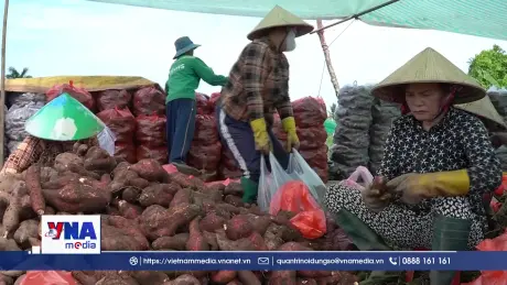 Giá khoai lang giảm mạnh, nhà vườn An Giang thua lỗ nặng