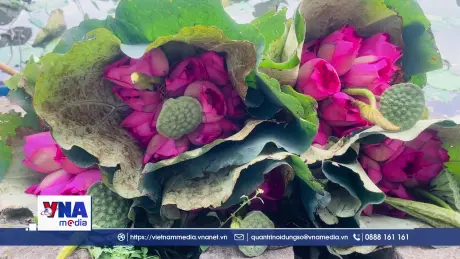 Nghề ướp trà sen Quảng An – Gìn giữ di sản từ hương sen Hồ Tây