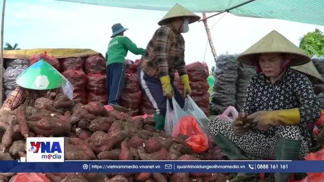Giá khoai lang giảm mạnh, nhà vườn An Giang thua lỗ nặng