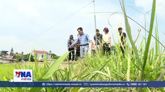 Khi người trẻ là Trưởng thôn