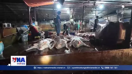 Quảng Ninh siết chặt hoạt động giết mổ gia súc