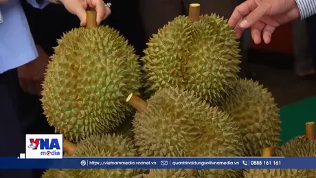 Lần đầu tiên tổ chức đấu giá sầu riêng tại vườn