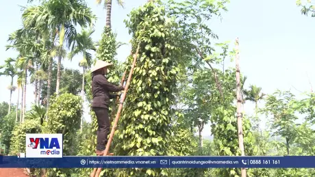 Hồ tiêu giảm phát thải với nông nghiệp tái sinh