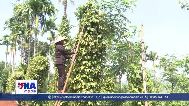 Hồ tiêu giảm phát thải với nông nghiệp tái sinh