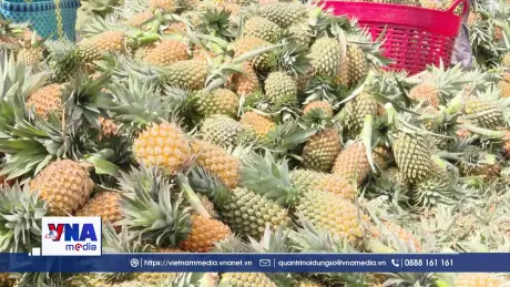 Nông dân Đồng Tháp Mười phấn khởi vì giá dứa tăng mạnh trở lại