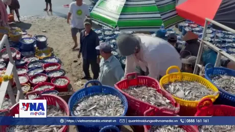 Ngư dân Lâm Đồng trúng đậm cá cơm